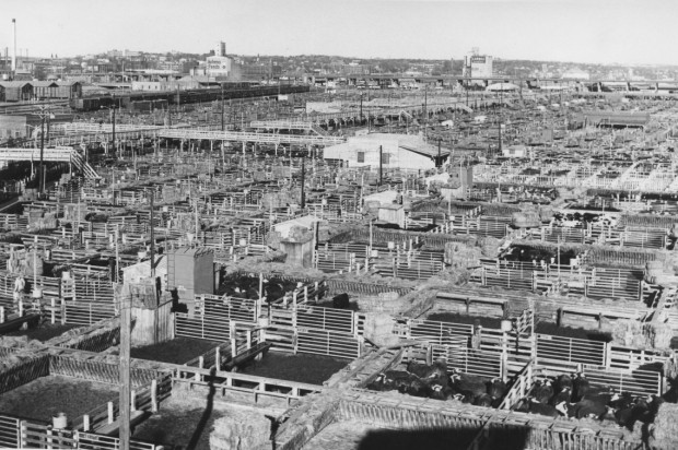 stockyards cattle pens 1968.jpg